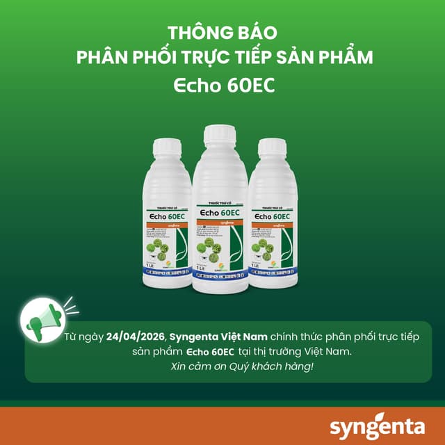 Echo 60EC Chính Thức Trở Về Syngenta Việt Nam Phân Phối Trực Tiếp: Phân Tích Chuyên Sâu Giải Pháp Thay Thế Khi "Cặp Đôi" Echo - Satunil Chia Tay