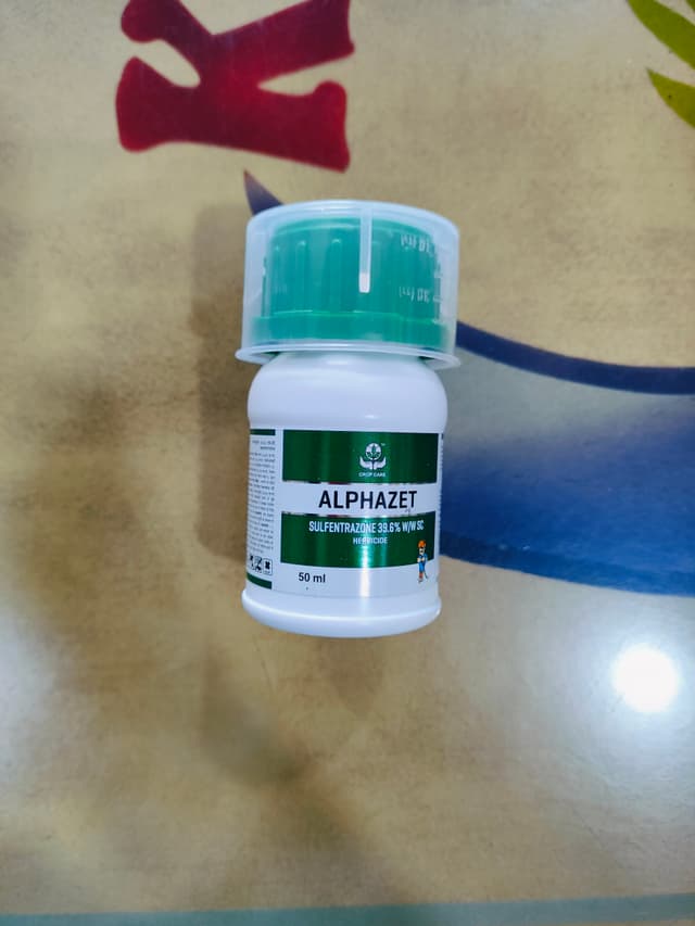 Sentazone 500SC - Hoạt Chất Sulfentrazone Có Hiệu Quả Diệt Cỏ Mía, Điểm Khác Biệt Và Giới Hạn Cần Biết