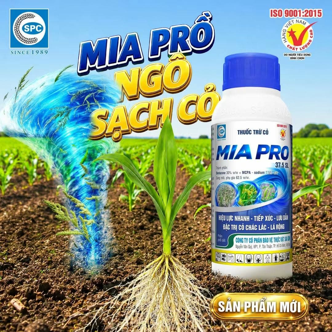 Cỏ năn lác và cỏ lá rộng: "Kẻ trộm năng suất" thầm lặng trên đồng ruộng Việt Nam và giải pháp cho từng cây trồng