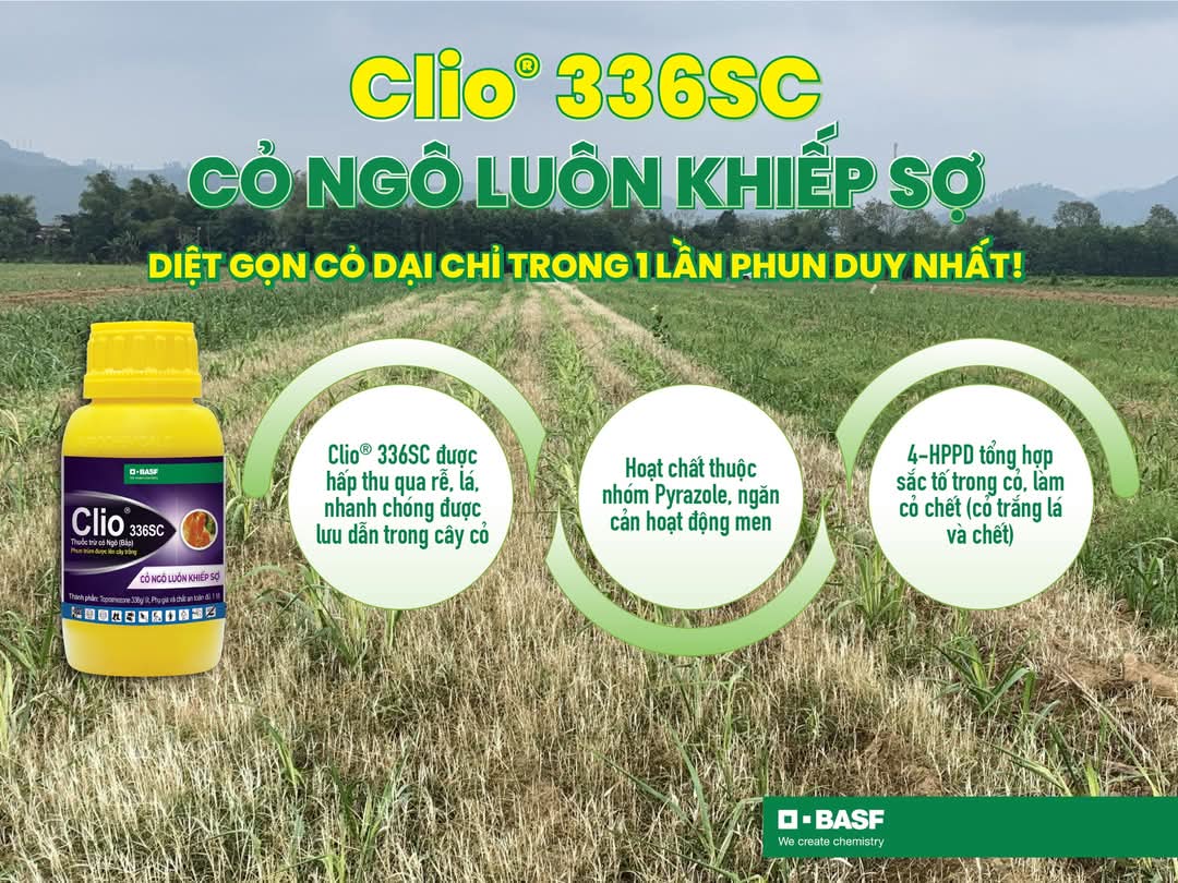 "Nội Lực" Có Gì Đặc Biệt Mà Clio 336SC Tự Tin Chỉ Cần Phun Cỏ 1 Lần/Vụ?