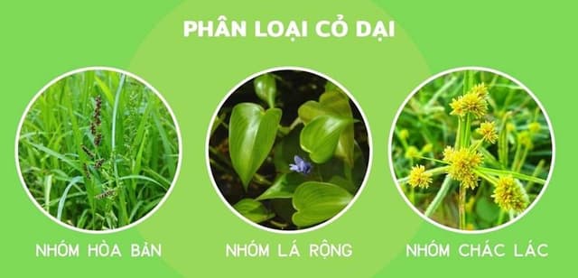 Vì Sao Thuốc Diệt Cỏ Lúa Lại Có Giá Thành Cao Hơn Rất Nhiều So Với Các Loại Thuốc Cỏ Nào Cũng Diệt?